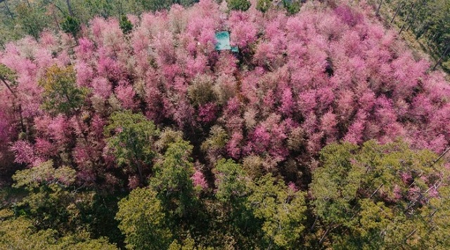 chi-diem-cho-du-khach-nhung-noi-ngam-hoa-dep-mua-nay-tai-da-lat