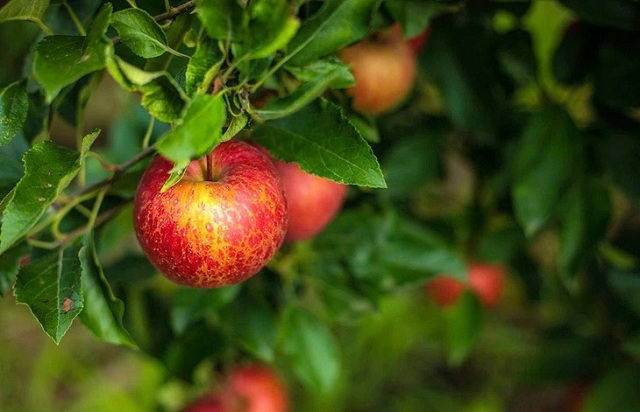 bac-si-nha-khoa-khuyen-cach-an-trai-cay-dung-de-ngua-sau-rang