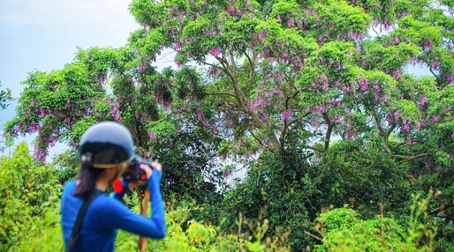 thang-4-hoa-than-mat-nhuom-tim-rung-son-tra