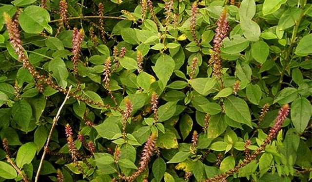 tac-dung-cua-cay-co-xuoc-voi-suc-khoe-va-cach-su-dung
