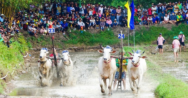 hang-ngan-nguoi-ve-xem-hoi-dua-bo-truyen-thong-chua-ro-o-an-giang