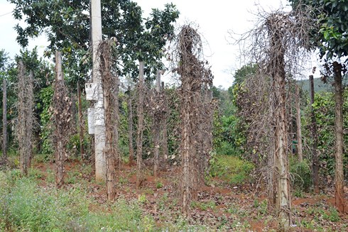 tieu-chet-hang-loat-o-binh-phuoc-vanhoadoanhnhan