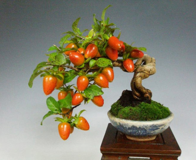 1-man-nhan-ngam-bo-cay-an-qua-bonsai-dep-mat-hinh-van-hoa-doanh-nhan