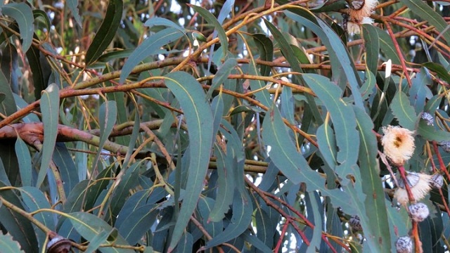 coi-chung-phan-tac-dung-khi-xong-loai-la-quen-thuoc-nay-vao-mua-dong