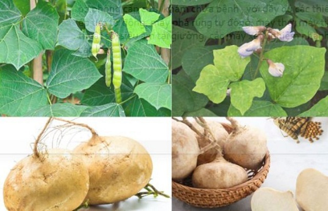 it-ai-biet-cu-dau-rat-ngon-nhung-hat-cu-dau-chua-chat-doc-cuc-nguy-hiem