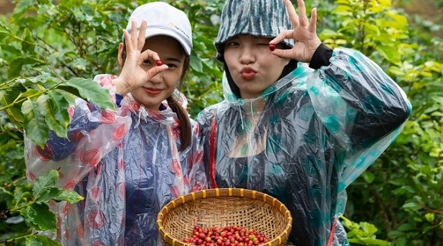 nhieu-hoat-dong-dac-sac-ky-niem-100-nam-cay-ca-phe-khe-sanh